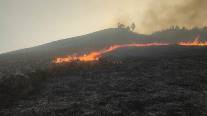 Kebakaran Melanda Kawasan Bromo, Api Merambat ke Bukit Teletubbies